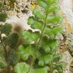 Asplenium hispanicum Hábito