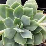 Echeveria derenbergii Foglia