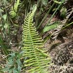 Pteris longifolia Blad