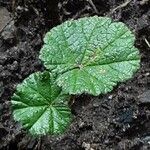 Malva pusilla Blad