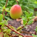 Vaccinium macrocarpon Fruit