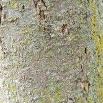 Celtis australis 樹皮