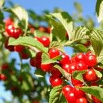 Prunus tomentosa Fruit