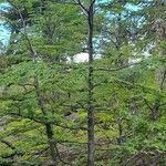 Nothofagus pumilio 形態