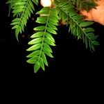 Jacaranda cuspidifolia Hoja