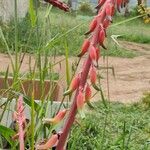 Gasteria disticha Flower