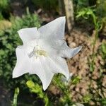 Campanula persicifoliaFlower