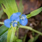 Commelina cyanea Flor