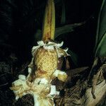 Philodendron melinonii Owoc