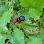 Vitis rotundifolia ഫലം