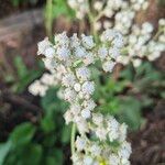 Parthenium integrifoliumFlors