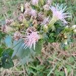 Chromolaena odorata Квітка