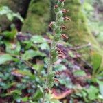 Goodyera tesselata Fruit