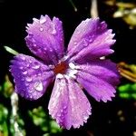 Dianthus glacialis Kwiat