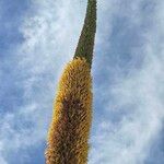 Agave filifera फूल