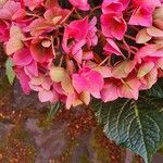 Hydrangea spp. অন্যান্য