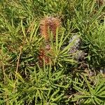 Banksia marginata List