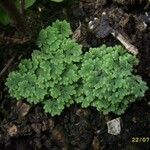 Azolla filiculoides برگ