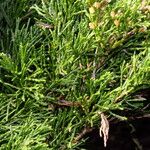 Juniperus sabina Φύλλο