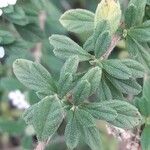 Lippia micromera Лист