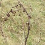 Rumex confertus Fruit