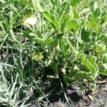 Physalis viscosa Blatt