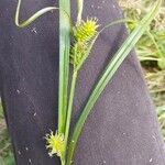 Carex vesicaria Bloem