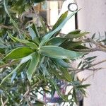 Dracaena angustifolia برگ