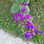 Tibouchina urvilleana Blüte