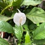 Spathiphyllum blandum Fiore