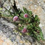 Erigeron neglectus Diğer