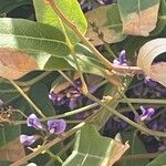 Hardenbergia comptoniana Flower