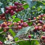 Coffea arabicaPlod