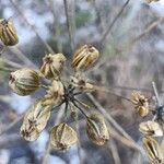 Ferulago nodosa Fruit