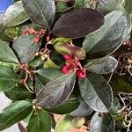 Gaultheria procumbens Frucht