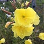 Oenothera glaziovianaBlodyn