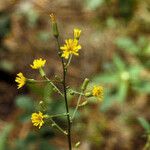 Lactuca hirsuta Flor