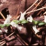 Spiranthes tuberosa Λουλούδι