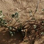 Linaria thymifolia Hoja