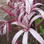 Crinum × amabile ᱵᱟᱦᱟ