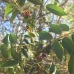 Cassia abbreviata Leaf