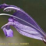 Dracocephalum austriacum 花