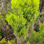 Erica azorica Fuelha