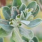 Leucophyllum frutescens Плод
