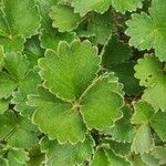 Potentilla megalantha Leaf