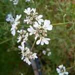 Coriandrum sativumFlower