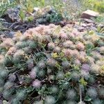Trifolium cherleri Vekstform