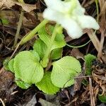 Moneses uniflora 葉