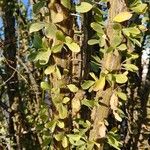 Fouquieria splendens برگ