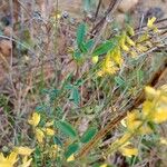 Melilotus altissimus Leaf